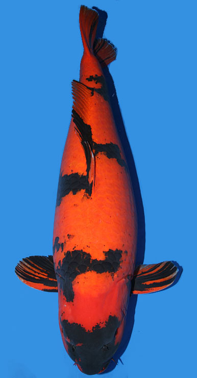 Cá Koi Ki Utsuri
