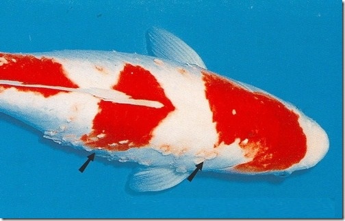 Những bệnh thường gặp ở cá Koi
