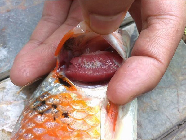 Những bệnh thường gặp ở cá Koi