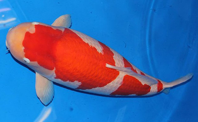 Chú cá Koi có giá 42 tỷ đồng