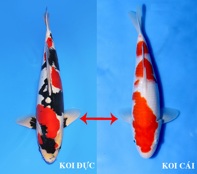 Cách phân biệt cá Koi đực và cái
