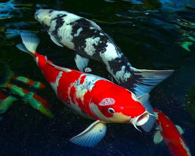 100000 ảnh đẹp nhất về Cá Koi  Tải xuống miễn phí 100  Ảnh có sẵn của  Pexels