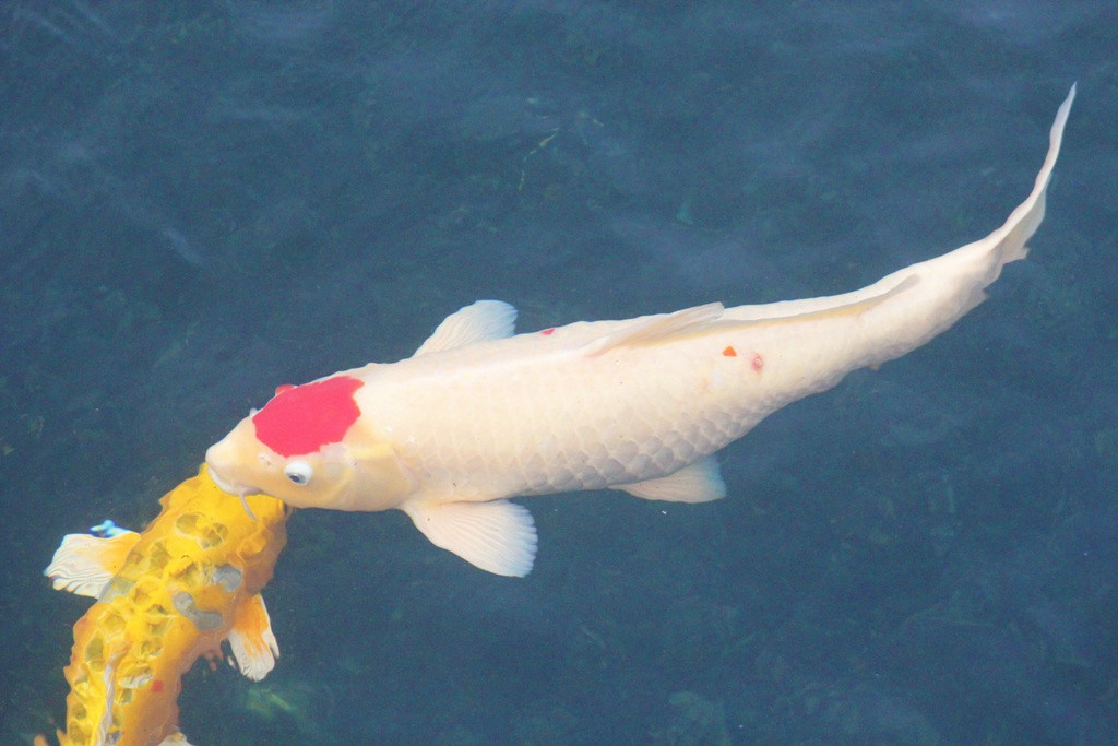 Quy trình sinh sản của cá Koi