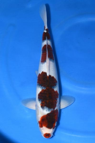 Cá Koi Biên Hòa