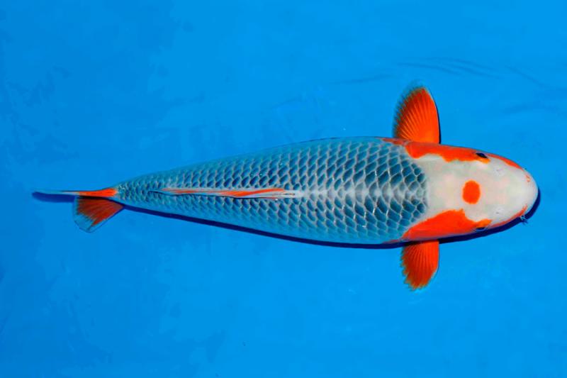 Cá Koi Biên Hòa - Cá Koi Góc Phố