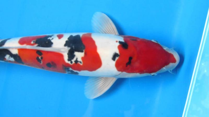 Cá Koi Biên Hòa