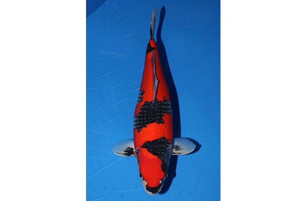 cá Koi Biên Hòa - Cá Koi Góc Phố
