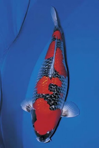 cá Koi Biên Hòa - Cá Koi Góc Phố